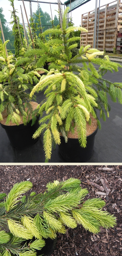 Picea abies 'Faskally Sport'